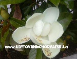 апартаменты Magnolija