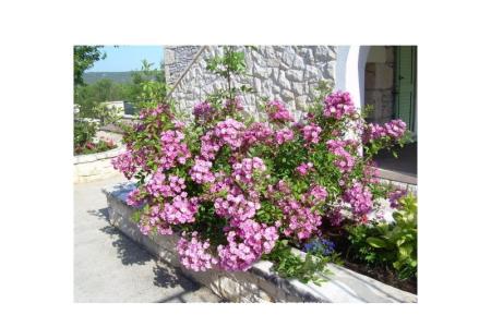 Villa Mare фото 4