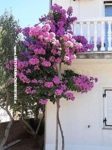 Apartnani Lana Pirovac фото 2