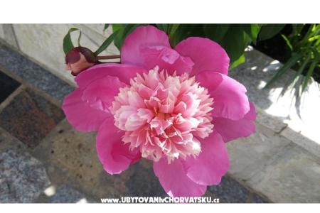 Love Zaostrog фото 5