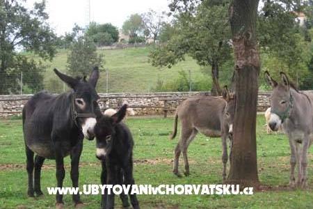Casa Matiki Žminj – фото 3