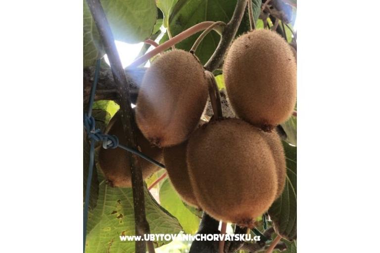 Kiwi дом – фото 2
